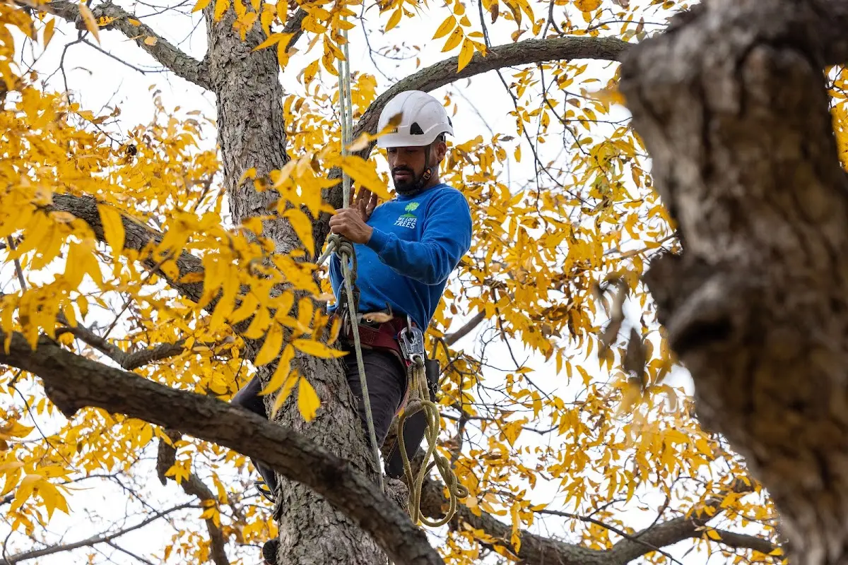 Skilled Tree Pruning crew working in Soap Lake