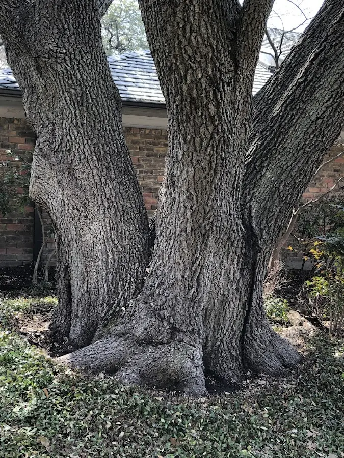 Mature heritage tree close to a Soap Lake property cared for by certified arborists